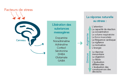 Schéma sur les facteurs du stress